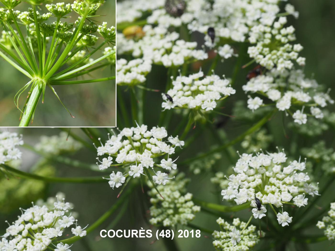 Masterwort, [Mountain parsley] flower